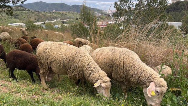 ep archivo   dos ovejas de un rebano pastando en el parc natural de collserola