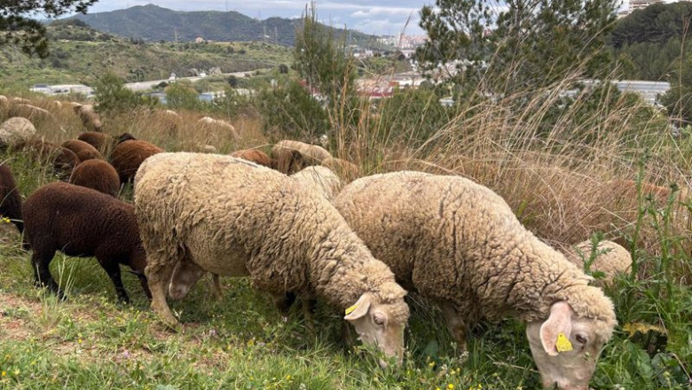 ep archivo   dos ovejas de un rebano pastando en el parc natural de collserola