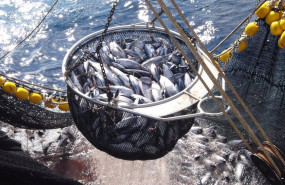 ep archivo   espana agota su cuota de pesca del atun blanco del norte