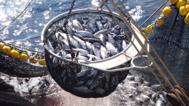 ep archivo   espana agota su cuota de pesca del atun blanco del norte