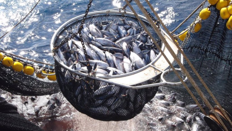 ep archivo   espana agota su cuota de pesca del atun blanco del norte