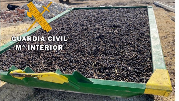 ep archivo   imagen de archivo de aceituna robada y recuperada por la guardia civil