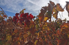 ep archivo   una vina en la rioja con los colores del otono