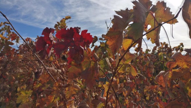 ep archivo una vina en la rioja con los colores del otono ep archivo una vina en la rioja con los colores del otono