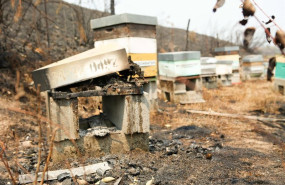 ep colmenas quemadas por los incendios