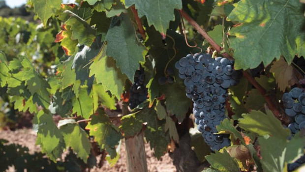 ep detalle de un vinedo cercano a la sede del consejo regulador de la rioja en logrono la rioja