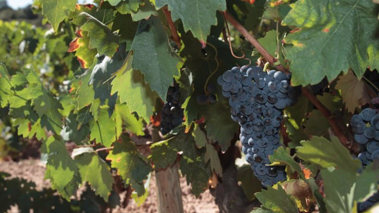 ep detalle de un vinedo cercano a la sede del consejo regulador de la rioja en logrono la rioja ep detalle de un vinedo cercano a la sede del consejo regulador de la rioja en logrono la rioja