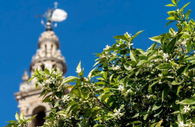 ep el azahar de los naranjos de sevilla se ha adelantado debido a las altas temperaturas sevilla a