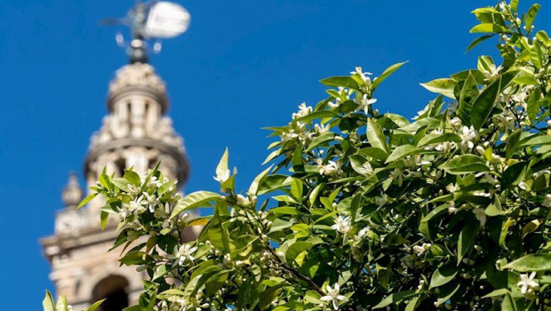 ep el azahar de los naranjos de sevilla se ha adelantado debido a las altas temperaturas sevilla a