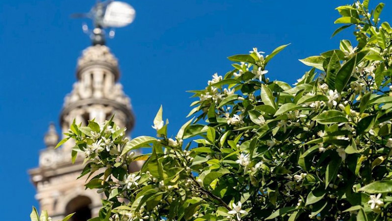 El azahar de los naranjos de Sevilla, se ha adelantado debido a las altas temperaturas. Sevilla, a 26 de febrero 2020 | Eduardo Briones - Europa Press - Archivo ep el azahar de los naranjos de sevilla se ha adelantado debido a las altas temperaturas sevilla a