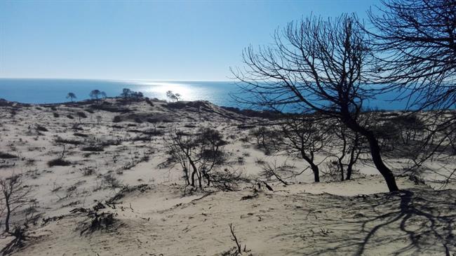 Zona afectada por el incendio en Doñana en el verano de 2017 | SEO/BIRDLIFE ep zona afectadaincendiodonanaverano2017