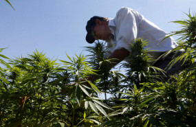 plantacion-cannabis-libano plantacion-cannabis-libano