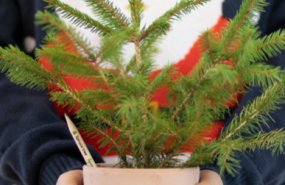 captura de pantalla 2022 11 30 a las 115108