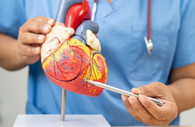 enfermedad cardiovascular en tamano grande enfermedad cardiovascular en tamano grande