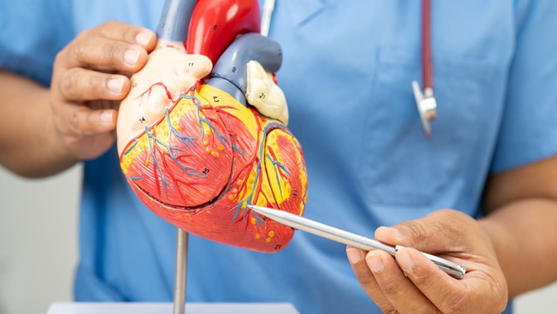 enfermedad cardiovascular en tamano grande