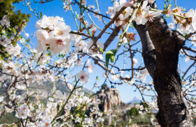 ep archivo   floracion de un almendro