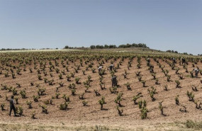 ep archivo   imagen del vinedo pago de valderramiro que cumple un siglo desde su plantacion