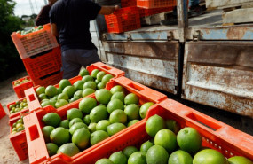 ep archivo   recoleccion de limones en una huerta de la comarca de huerta de murcia