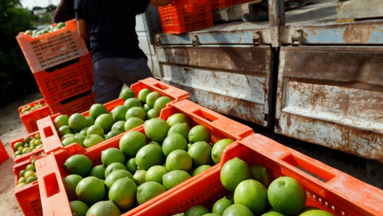 ep archivo   recoleccion de limones en una huerta de la comarca de huerta de murcia