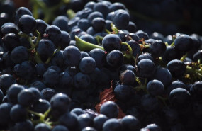 ep archivo   uvas en un vinedo de rioja