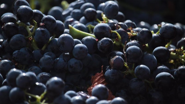 ep archivo   uvas en un vinedo de rioja