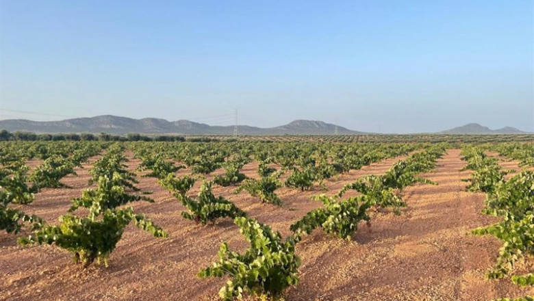 Archivo - Viñedos | APAG EXTREMADURA ASAJA - Archivo ep archivo vinedos 20251015163202