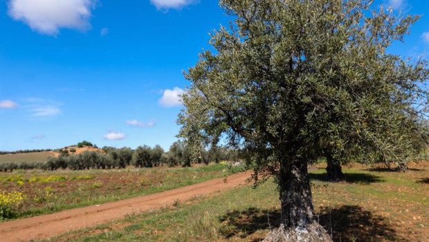 ep un olivo en las inmediaciones de la localidad de campo real