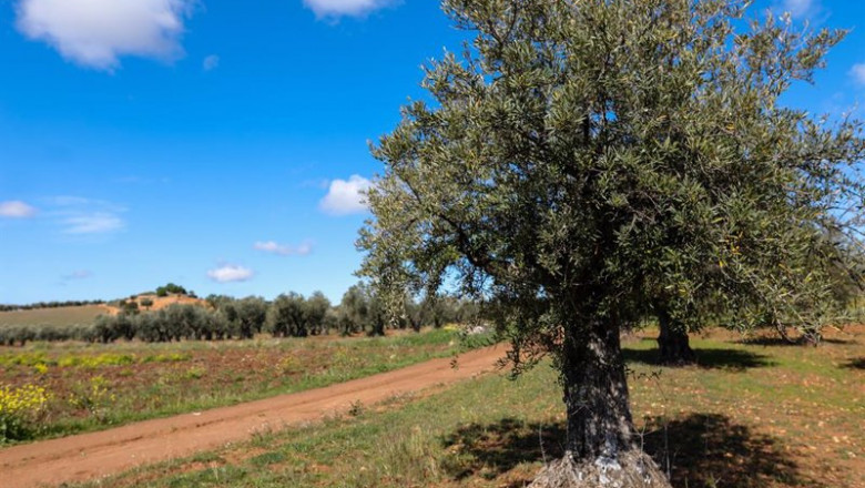 ep un olivo en las inmediaciones de la localidad de campo real