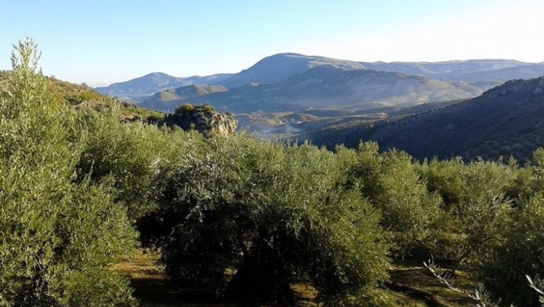 Vistas al olivar | ANDALUCÍA - Archivo ep vistas al olivar