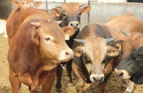 ep aragon dispondra de 80000 vacunas para proteger la cabana bovina aragonesa frente a la dermatosis