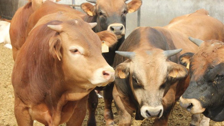 Aragón dispondrá de 80.000 vacunas para proteger la cabaña bovina aragonesa frente a la dermatosis nodular contagiosa. | GOBIERNO DE ARAGÓN ep aragon dispondra de 80000 vacunas para proteger la cabana bovina aragonesa frente a la dermatosis