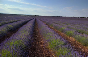 ep archivo   campo de lavanda en brihuega