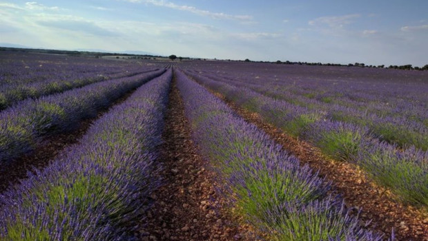 ep archivo   campo de lavanda en brihuega