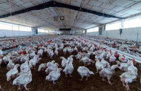 ep archivo   granja de engorde de pollos a 16 de noviembre de 2025 en el rincon del obispo caceres