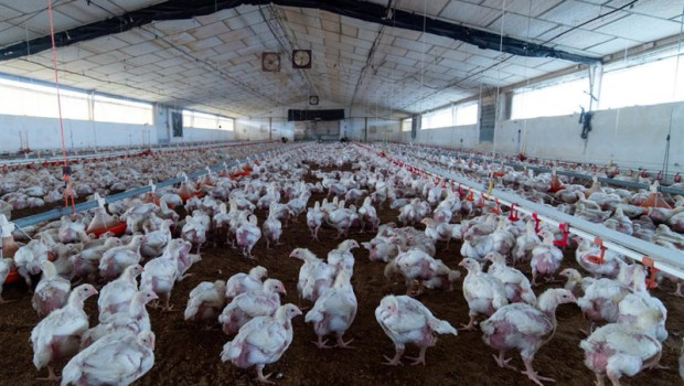 ep archivo   granja de engorde de pollos a 16 de noviembre de 2025 en el rincon del obispo caceres