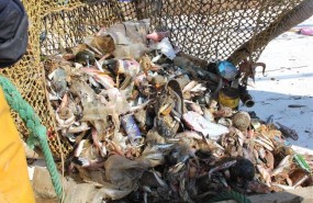 ep basura recogidalas redes juntopescado enmar