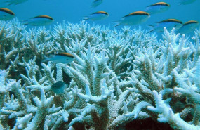 ep el cambio climatico provoca el blanqueamiento de los corales