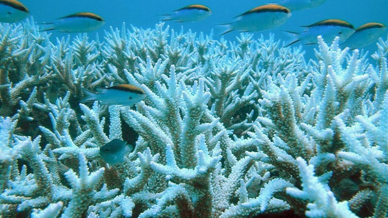 El cambio climático provoca el blanqueamiento de los corales | HOEG GULDBERT - Archivo ep el cambio climatico provoca el blanqueamiento de los corales