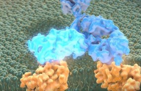ep ocrelizumab
