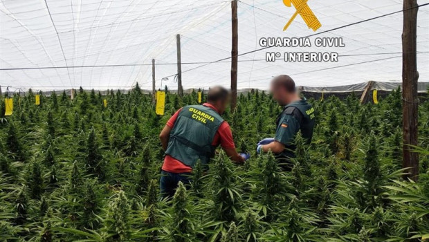 ep plantacionmarihuana 20190623104402