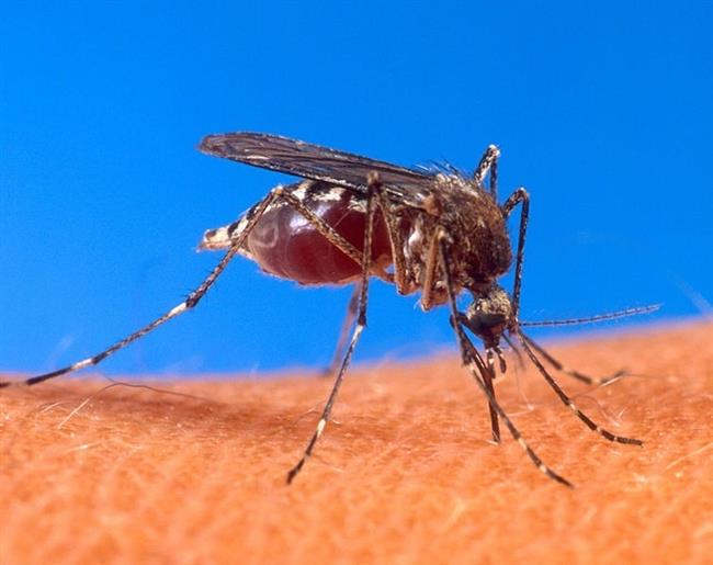 Aedes Aegypti, Mosquito, Dengue | UNITED STATES DEPARTMENT OF AGRICULTURE/WIKIMEDIA ep aedes aegypti mosquito dengue