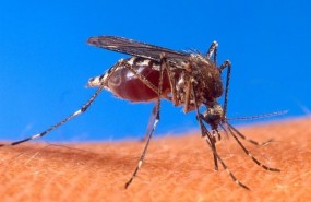 ep aedes aegypti mosquito dengue