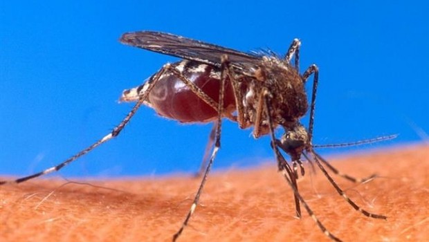 ep aedes aegypti mosquito dengue