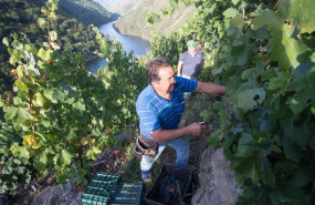 ep archivo   dos vendimiadores cortan racimos de uvas en el vinedo de la bodega algueira de la do