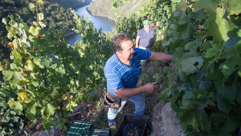 ep archivo dos vendimiadores cortan racimos de uvas en el vinedo de la bodega algueira de la do ep archivo dos vendimiadores cortan racimos de uvas en el vinedo de la bodega algueira de la do
