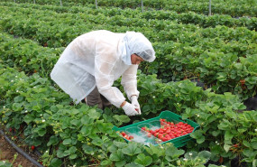 ep archivo   una trabajadora recoge fresa en una produccion en huelva