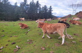 ep archivo   vacas en libertad en montes de alonsotegi bizkaia