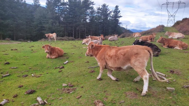 ep archivo   vacas en libertad en montes de alonsotegi bizkaia