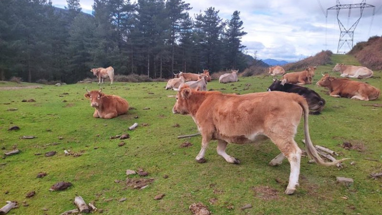 ep archivo vacas en libertad en montes de alonsotegi bizkaia ep archivo vacas en libertad en montes de alonsotegi bizkaia