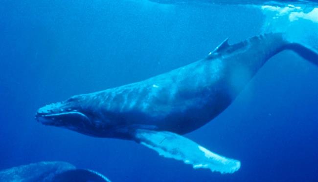 ep ballena